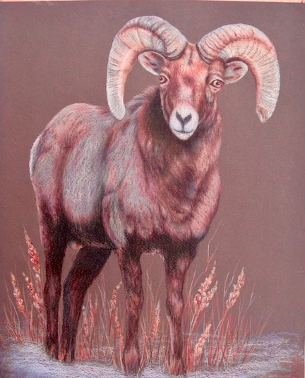 Big Horn Sheep